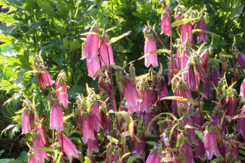 Campanula punctata Rubriflora, K 9 - Obrázek 1