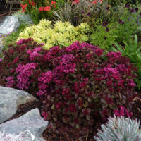 SEDUM Rozchodník –  spurium ´Voodoo´ h9
