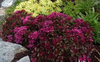 SEDUM Rozchodník –  spurium ´Voodoo´ h9
