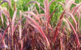 Pennisetum setaceum 'Rubrum'