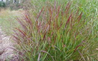 Panicum virgatum 'Shenandoah'