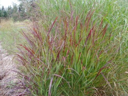 Panicum virgatum 'Shenandoah' - Obrázek 1