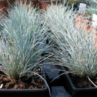 Festuca glauca Silver Linning,  Kostřava sivá, K 9