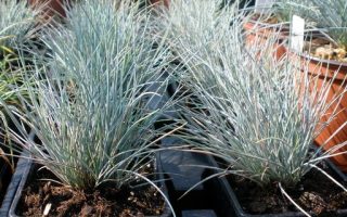 Festuca glauca Silver Linning,  Kostřava sivá, K 9