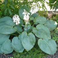 Hosta sieboldiana 'Elegans'