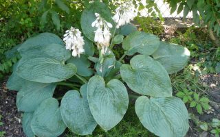 Hosta sieboldiana 'Elegans'