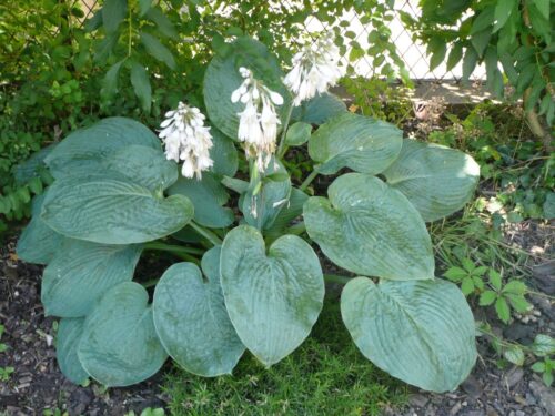 Hosta sieboldiana 'Elegans' - Image 1