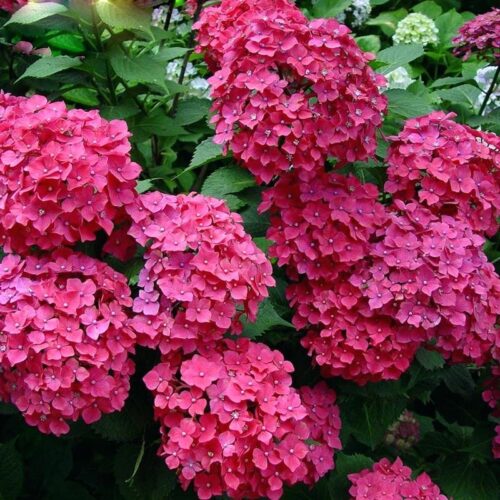 Hydrangea macrophylla 'Forever&Ever'®'PURPLE' - Obrázek 5