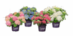Hydrangea macrophylla 'Forever&Ever'®'PURPLE' - Obrázek 4