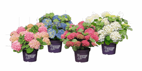 Hydrangea macrophylla 'Forever&Ever'®'PURPLE' - Obrázek 4