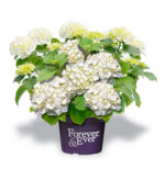 Hydrangea macrophylla 'Forever&Ever'®'WHITE'