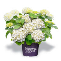 Hydrangea macrophylla 'Forever&Ever'®'WHITE'