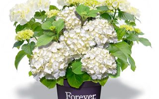 Hydrangea macrophylla 'Forever&Ever'®'WHITE'