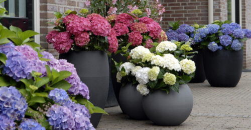 Hydrangea macrophylla 'Forever&Ever'®'PURPLE' - Obrázek 3