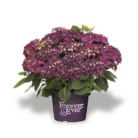 Hydrangea macrophylla 'Forever&Ever'®'PURPLE'