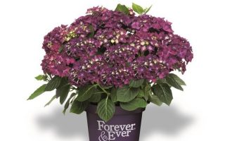 Hydrangea macrophylla 'Forever&Ever'®'PURPLE'