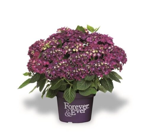 Hydrangea macrophylla 'Forever&Ever'®'PURPLE' - Obrázek 1