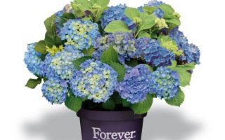 Hydrangea macrophylla 'Forever&Ever'® 'BLUE'