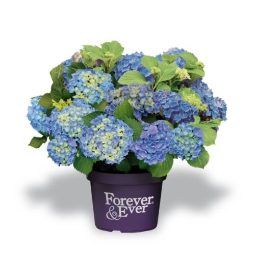 Hydrangea macrophylla 'Forever&Ever'® 'BLUE' - Obrázek 1