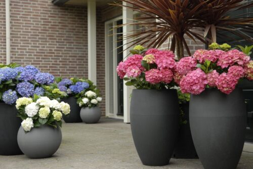 Hydrangea macrophylla 'Forever&Ever'®'PURPLE' - Obrázek 2