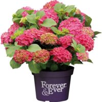 Hydrangea macrophylla 'Forever&Ever'® 'RED'