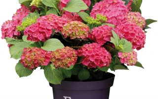 Hydrangea macrophylla 'Forever&Ever'® 'RED'