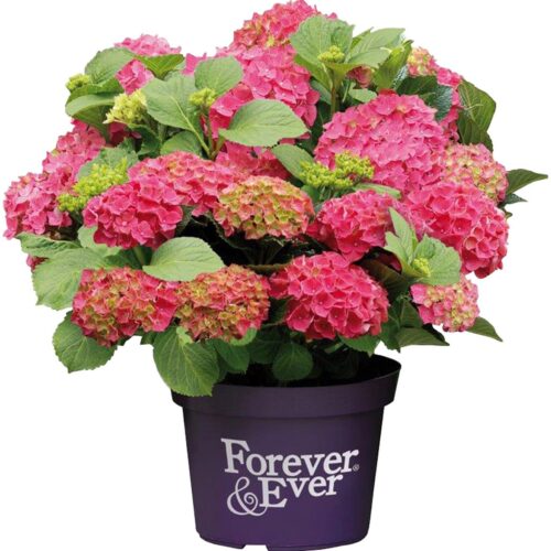Hydrangea macrophylla 'Forever&Ever'® 'RED' - Obrázek 1