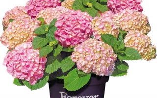 Hydrangea macrophylla 'Forever&Ever'® 'PINK'
