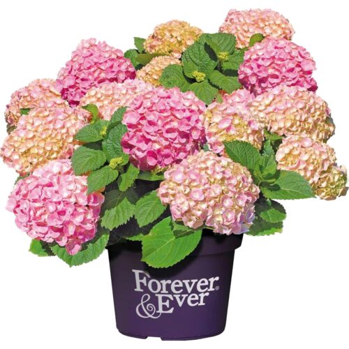 Hydrangea macrophylla 'Forever&Ever'® 'PINK' - Obrázek 1