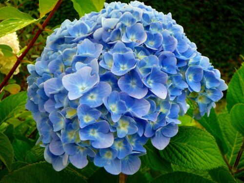 Hydrangea macrophylla 'Forever&Ever'®'PURPLE' - Obrázek 7