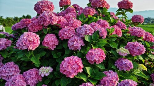 Hydrangea macrophylla 'Forever&Ever'®'PURPLE' - Obrázek 6