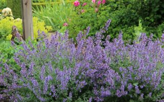 Nepeta faassenii 'Six Hills Giant'