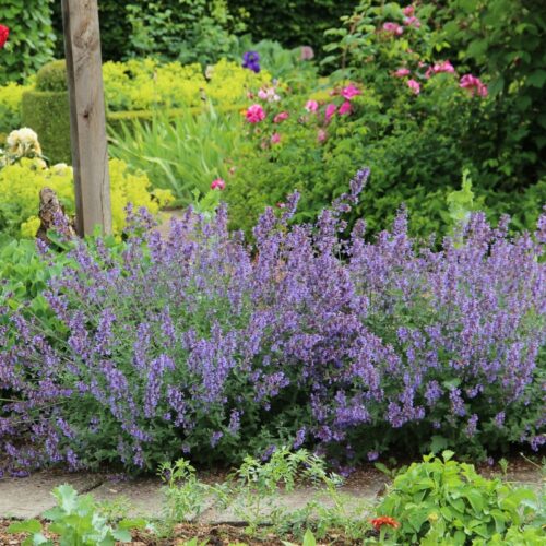 Nepeta faassenii 'Six Hills Giant' - Image 1
