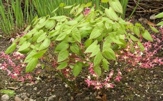Epimedium rubrum Škornice červená, P 9