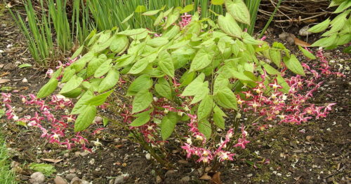 Epimedium rubrum Škornice červená, P 9 - Obrázek 1