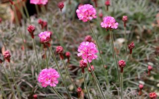 Armeria maritima 'Vesuv', K9
