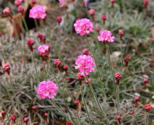 Armeria maritima 'Vesuv', K9 - Obrázek 1