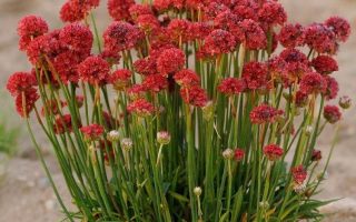 Armeria pseudarmeria Trávníčka, Ballerina Red, K 9