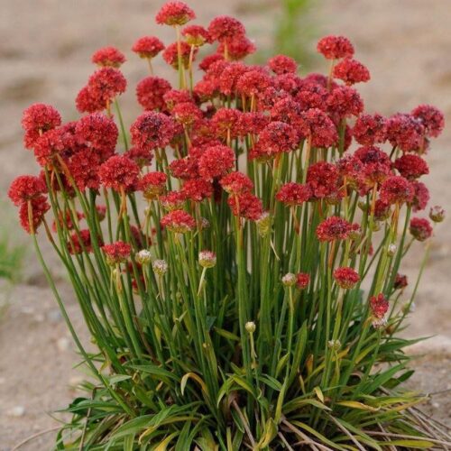 Armeria pseudarmeria Trávníčka, Ballerina Red, K 9 - Image 1
