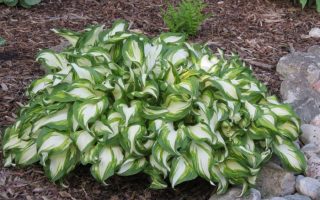 Hosta undulata Univttata ko1l