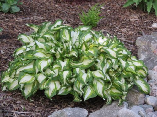 Hosta undulata Univttata ko1l - Obrázek 1