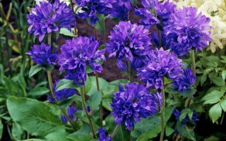 Campanula glomerata var. dahurica, K 9