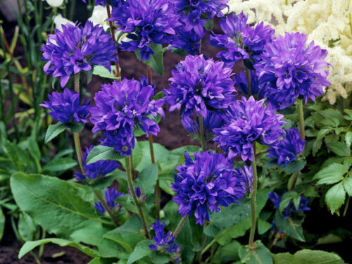 Campanula glomerata var. dahurica, K 9 - Obrázek 1
