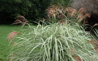 Miscanthus sinensis 'Variegatus'
