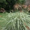Miscanthus sinensis 'Variegatus' - Kontejner 2 l