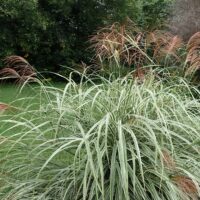 Miscanthus sinensis 'Variegatus'