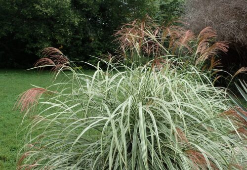 Miscanthus sinensis 'Variegatus' - Obrázek 1