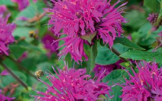 Monarda didyma 'Purple Knight'