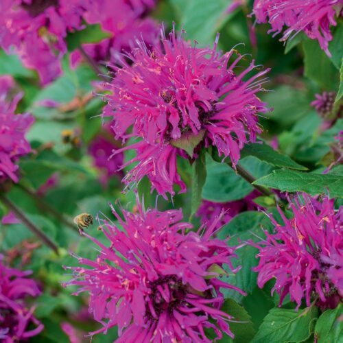 Monarda didyma 'Purple Knight' - Obrázek 1