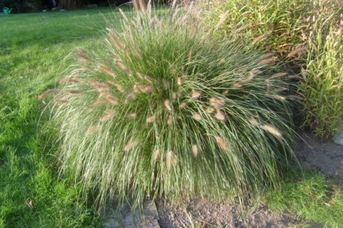 Pennisetum alopecuroides 'Wesserbergland' - Obrázek 1